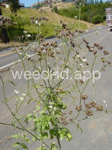 hedge-parsley